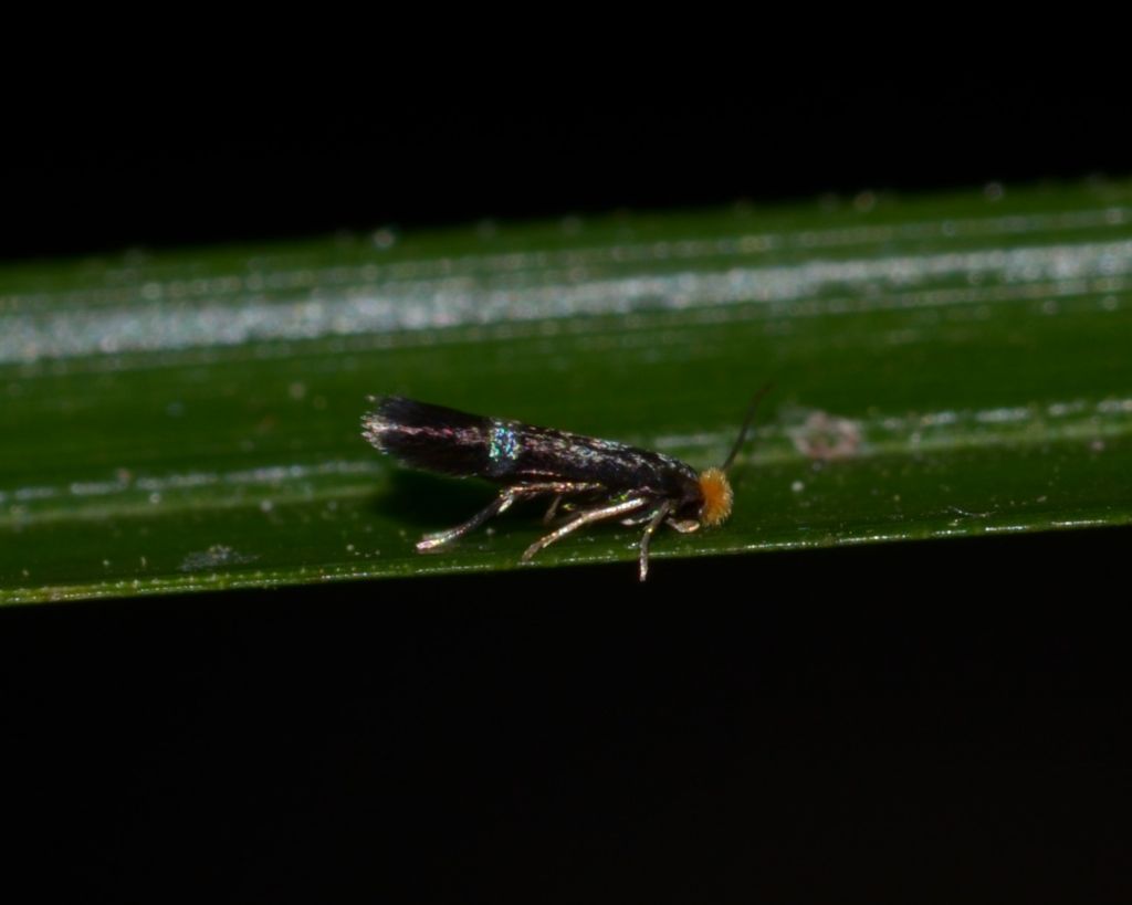 Incurvariidae ? No, Nepticulidae: Stigmella sp. (S. plagicolella o S. centifoliella)